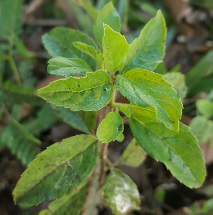 HolyBasil1.jpg