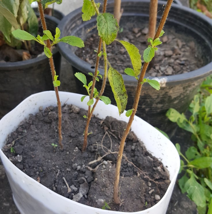 HolyBasil2.jpg