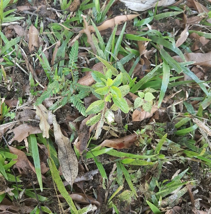 HolyBasil7.jpg