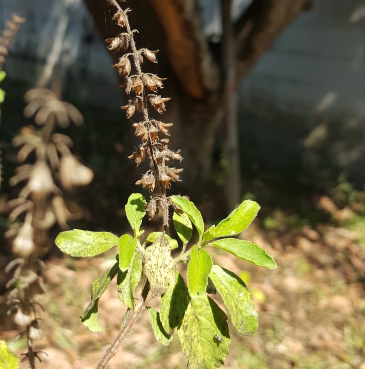 HolyBasil3.jpg