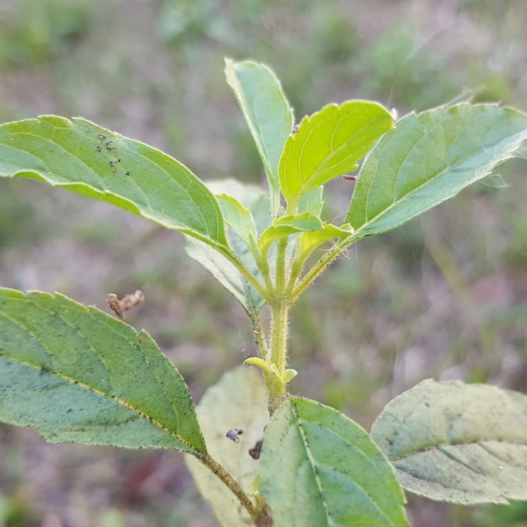 HolyBasil4.jpg