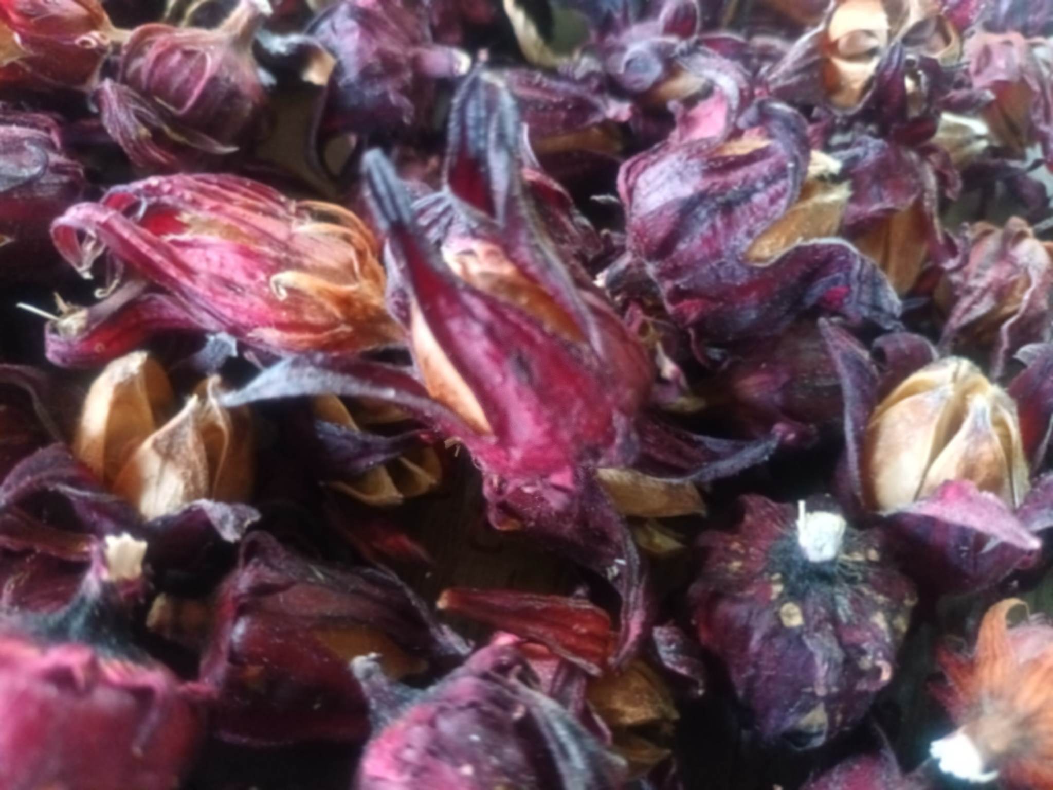 Roselle3.jpg