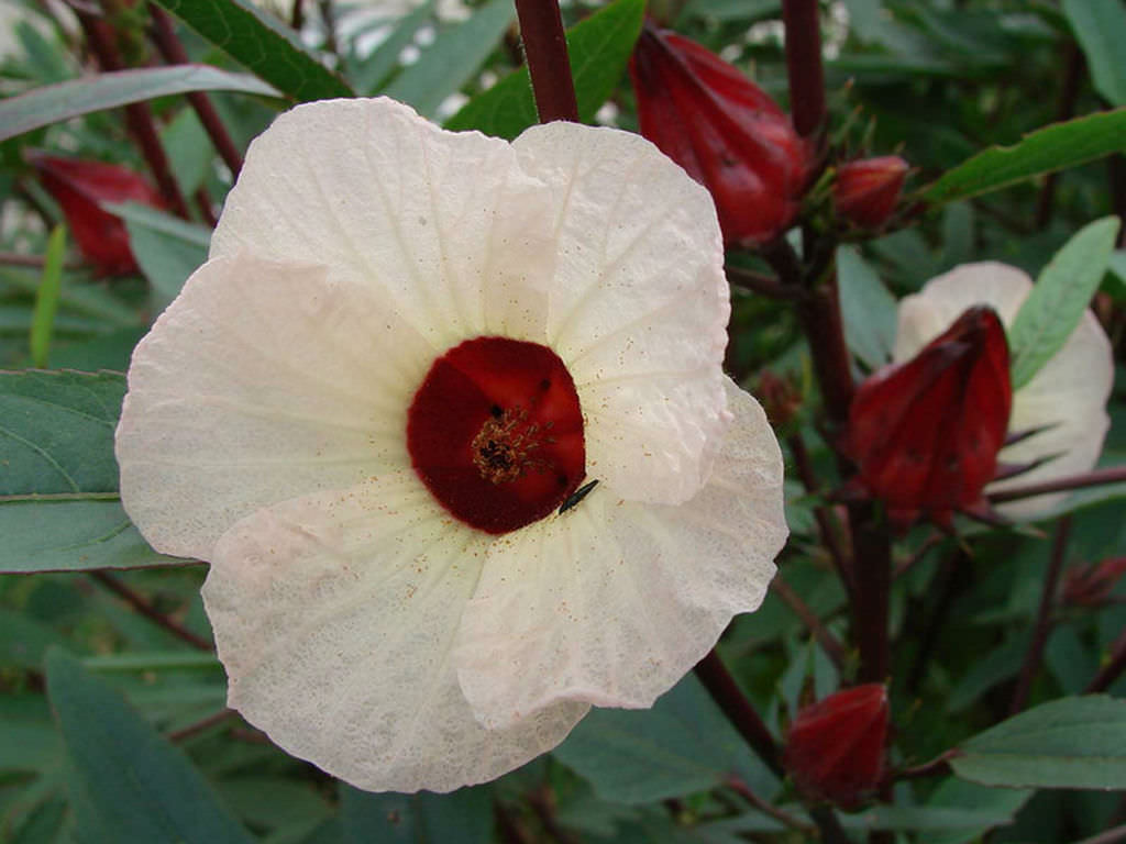 Roselle2.jpg