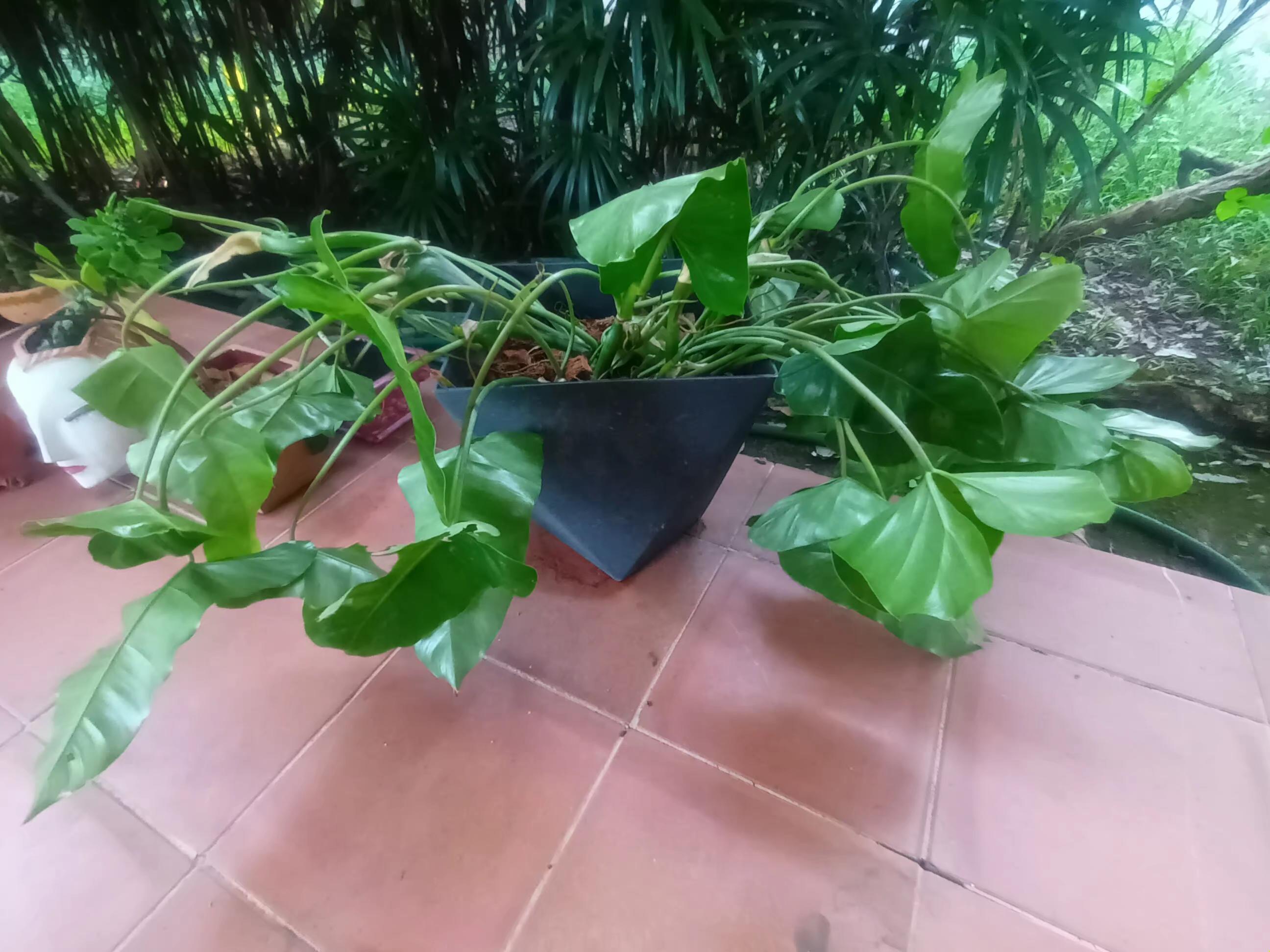 PlantRescue1.jpg