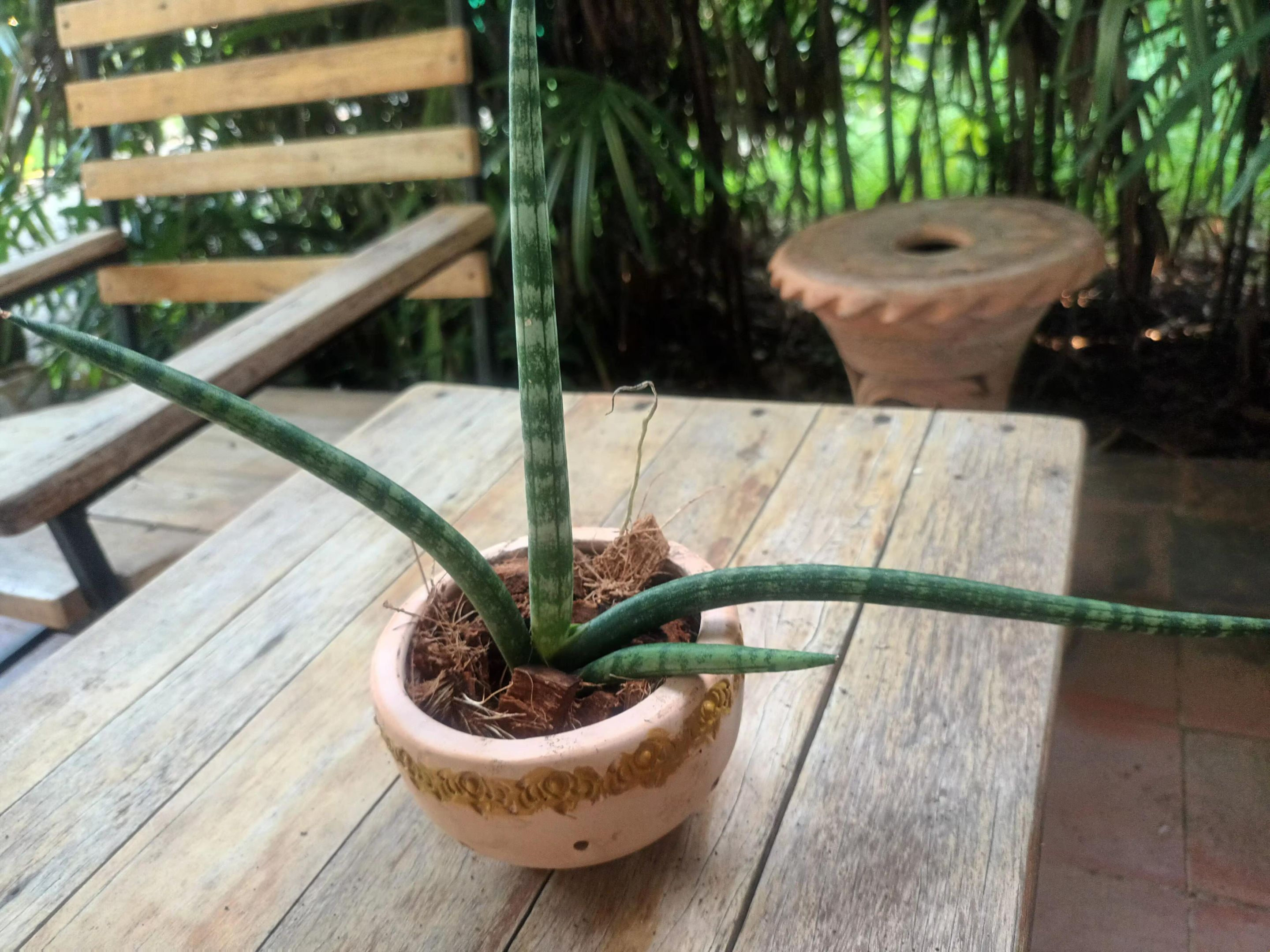 PlantRescuer9.jpg