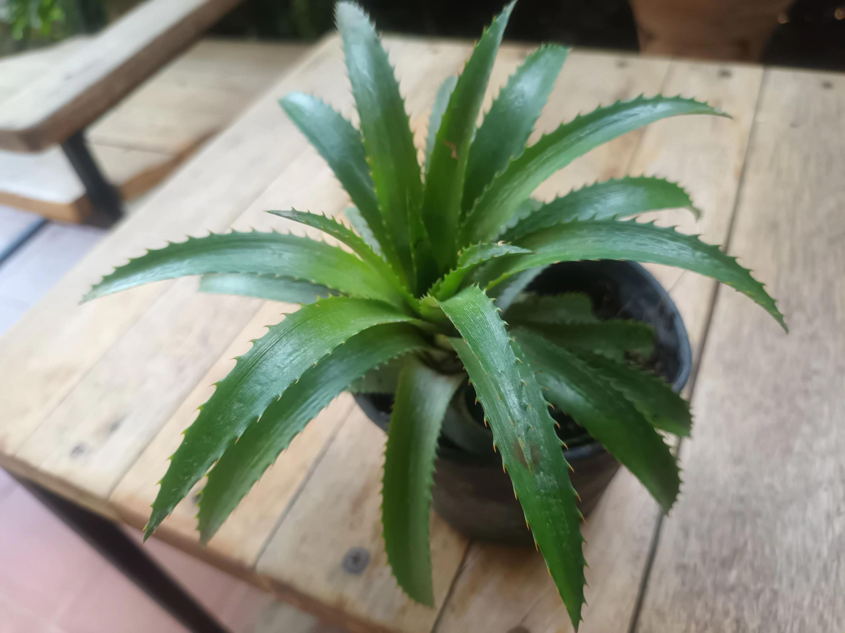 PlantRescuer8.jpg
