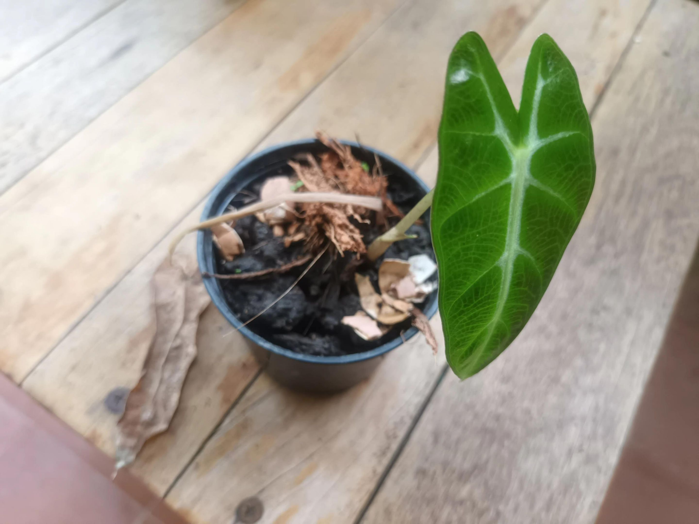 PlantRescuer4.jpg