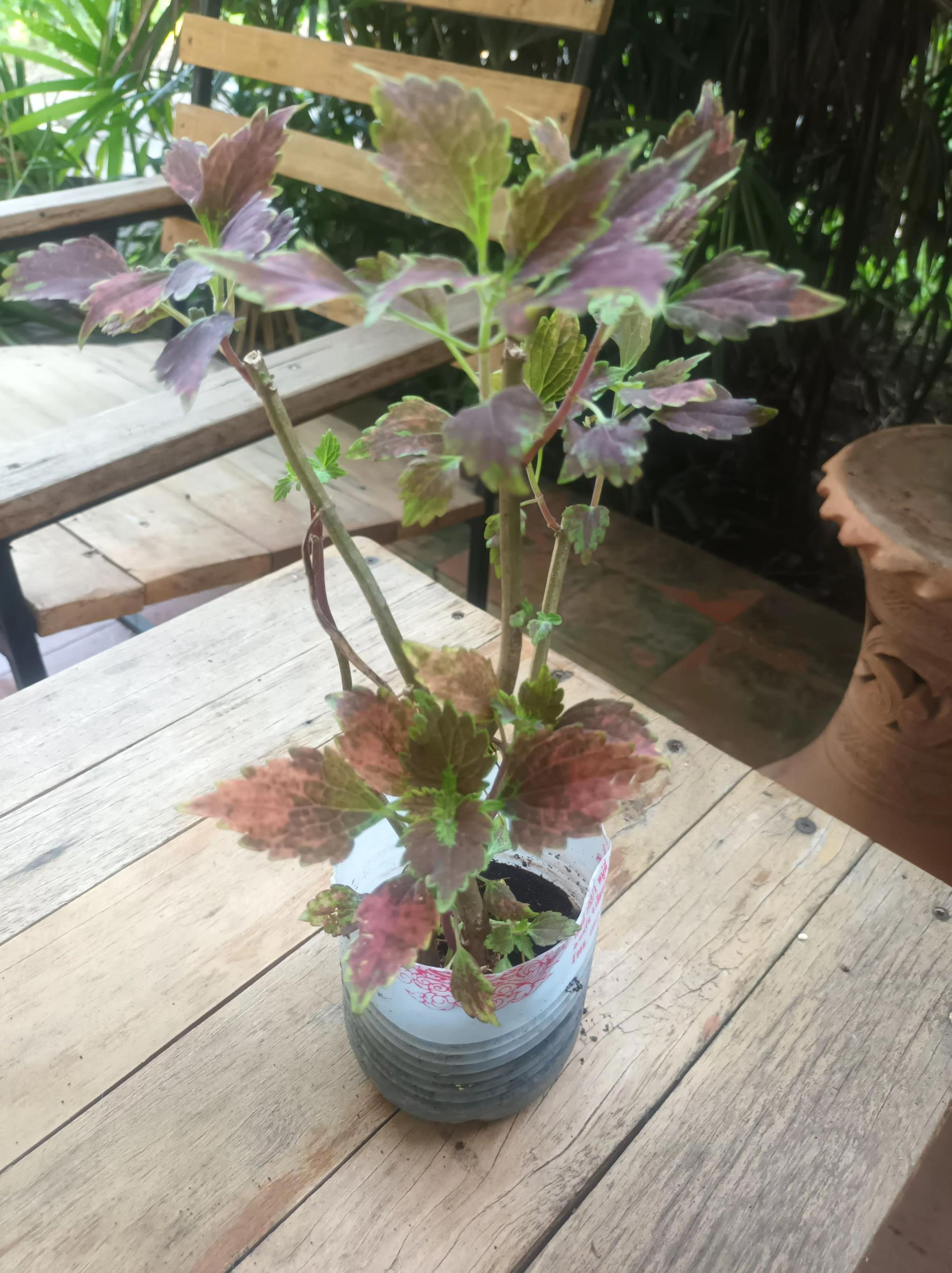 PlantRescuer2.jpg