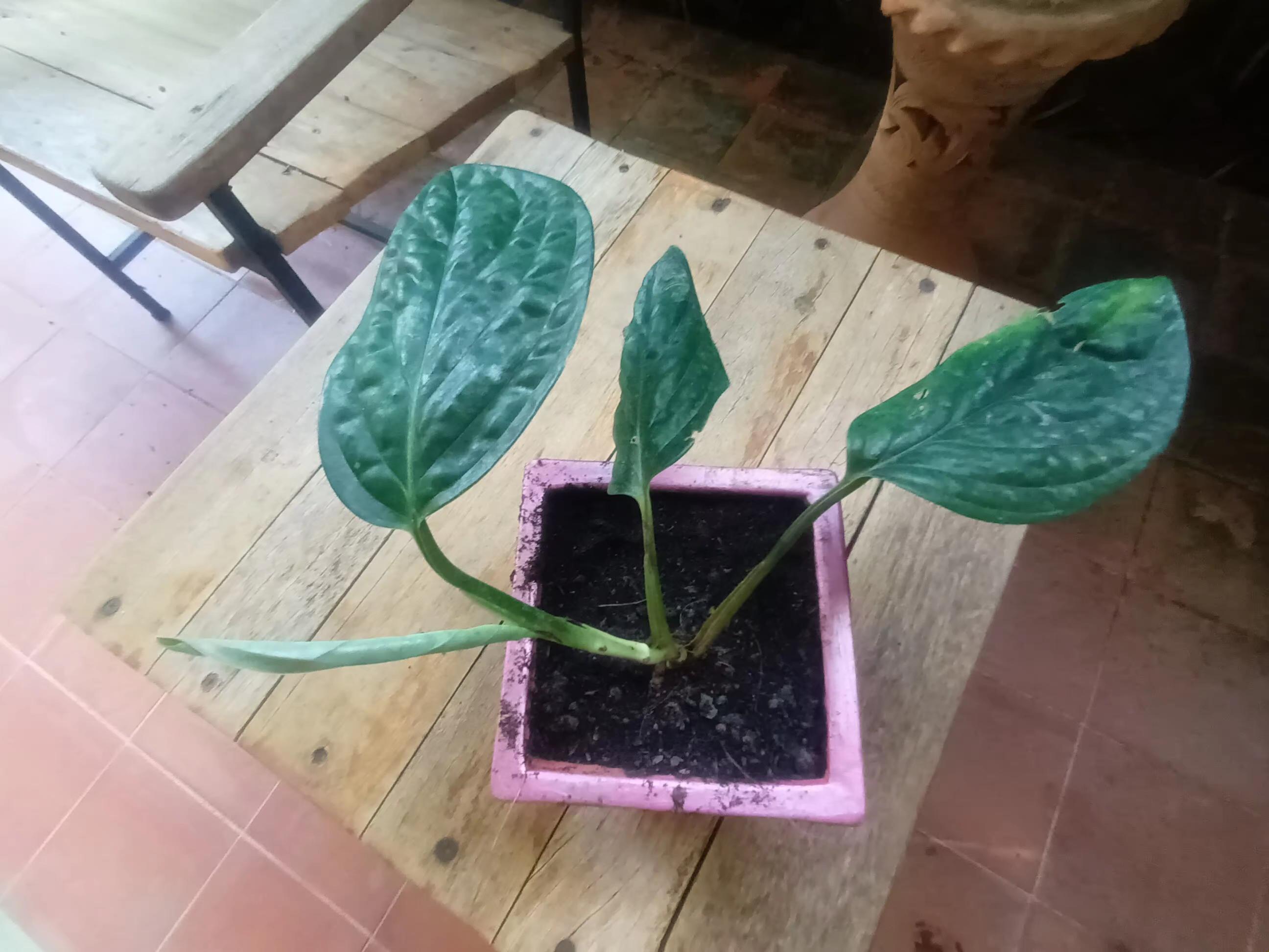 PlantRescuer5.jpg