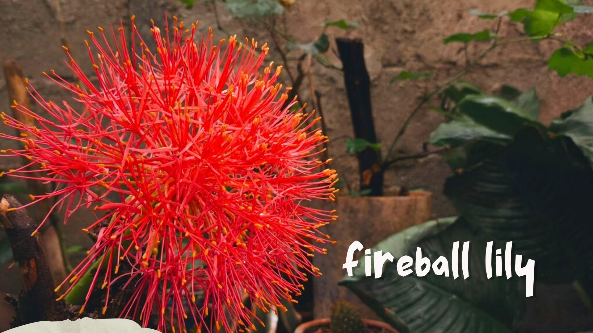 Presentación Resumen Fotos Viajes Recortes Papel Pastel (2).jpg