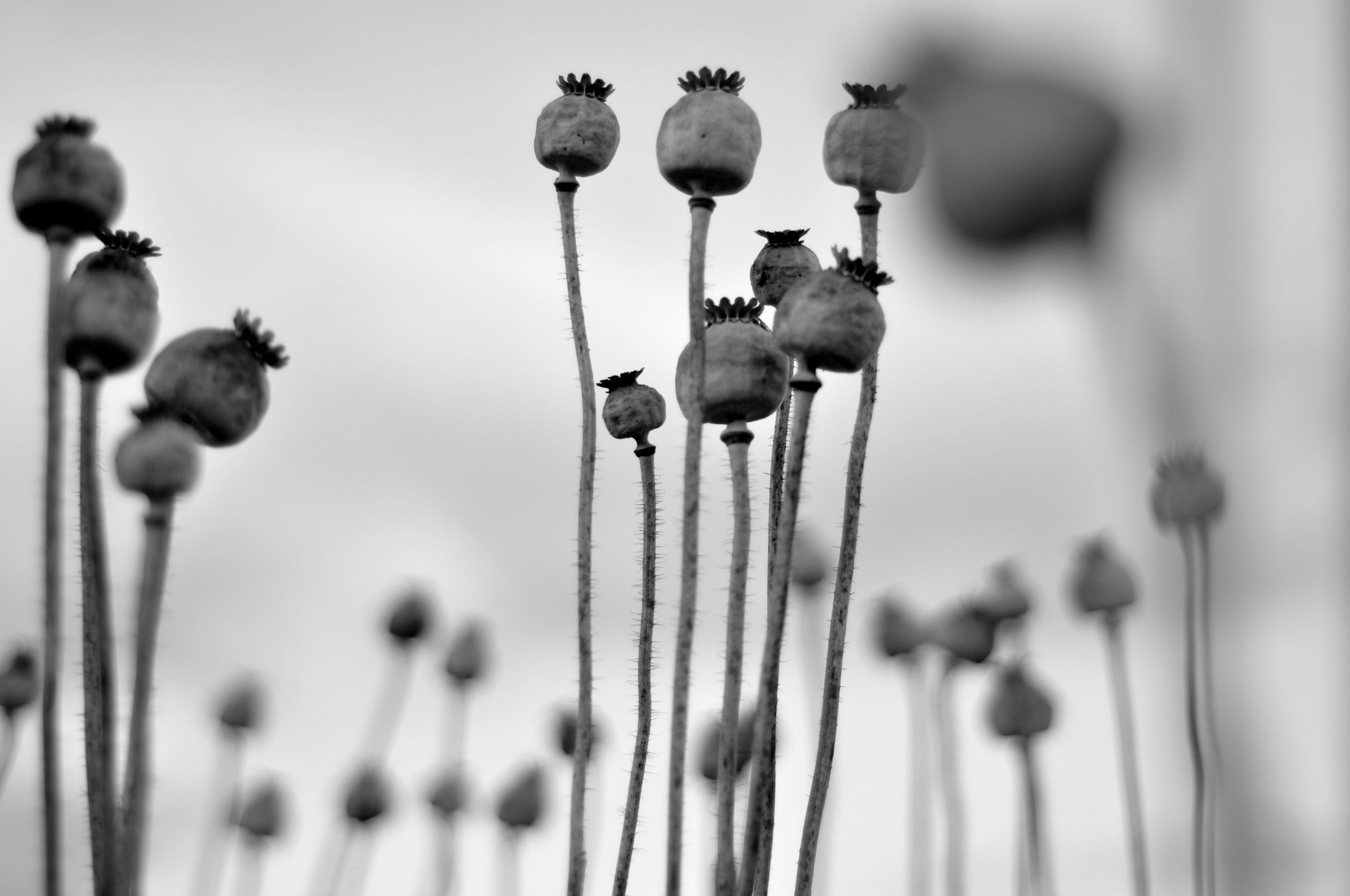 opium_1.JPG
