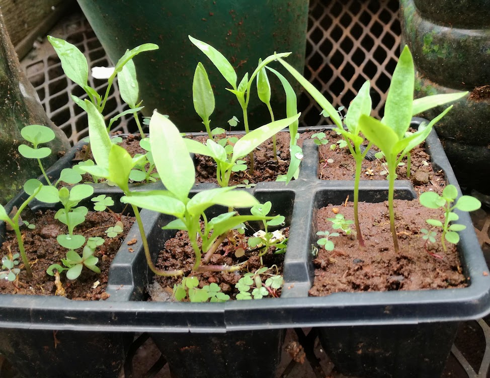 seeds.jpg