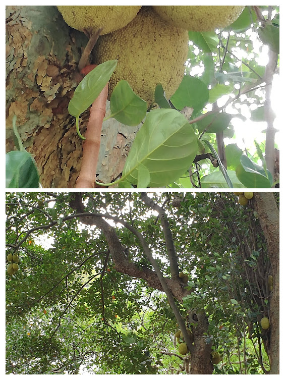 jack fruit tree.jpg