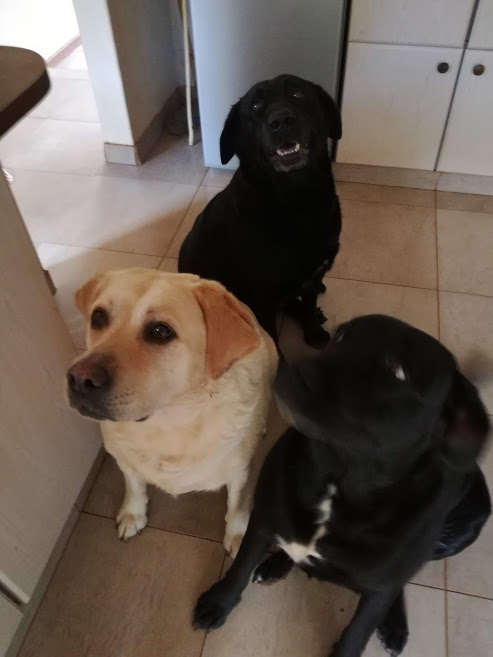 my dogs.jpg