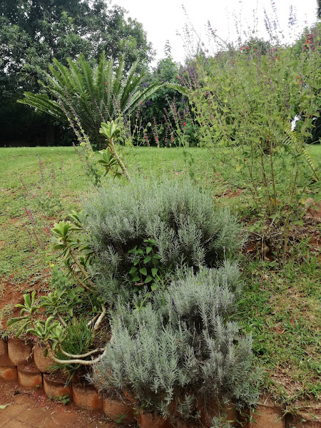 garden 1.jpg