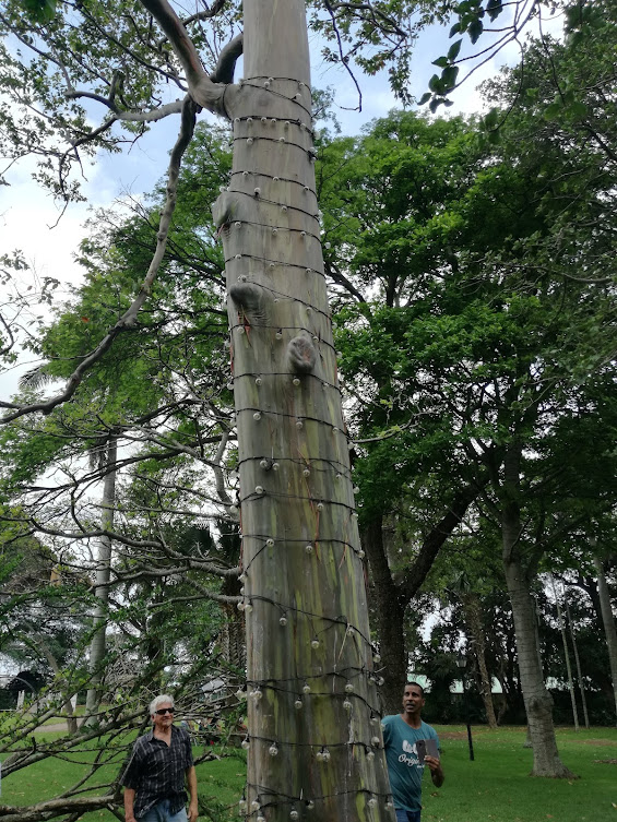 colour tree 2.jpg