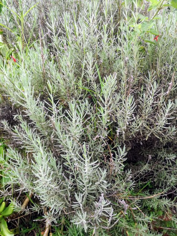lavender bush.jpg