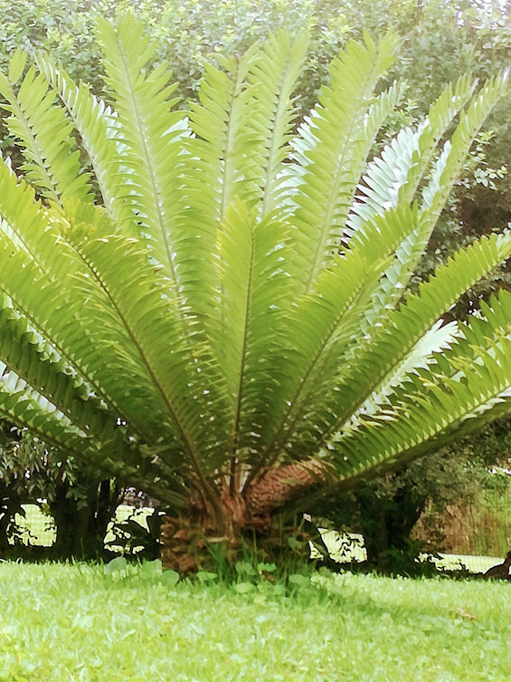 cycad.jpg