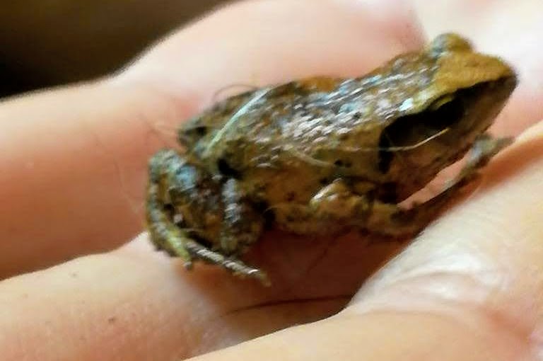 tree frog.jpg