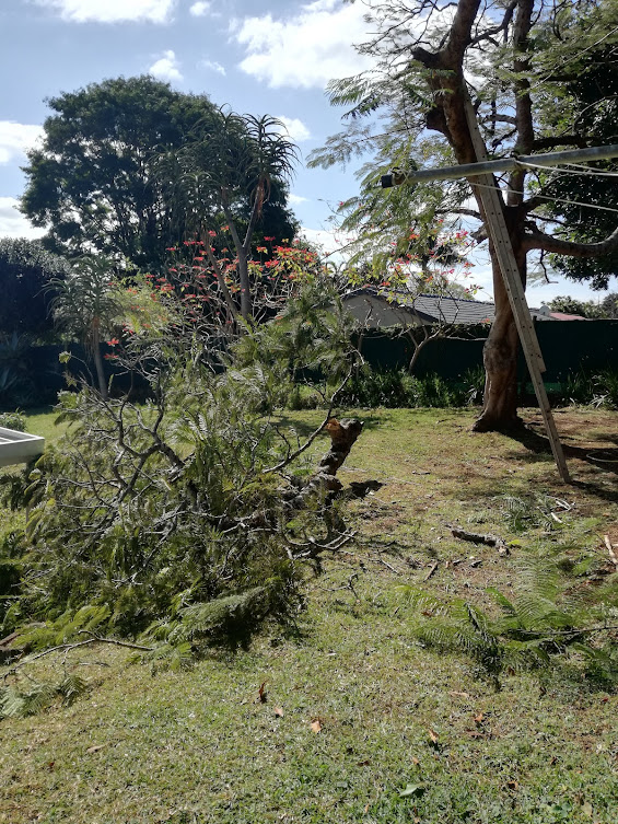 trim tree.jpg