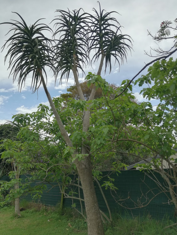 alloe tree.jpg