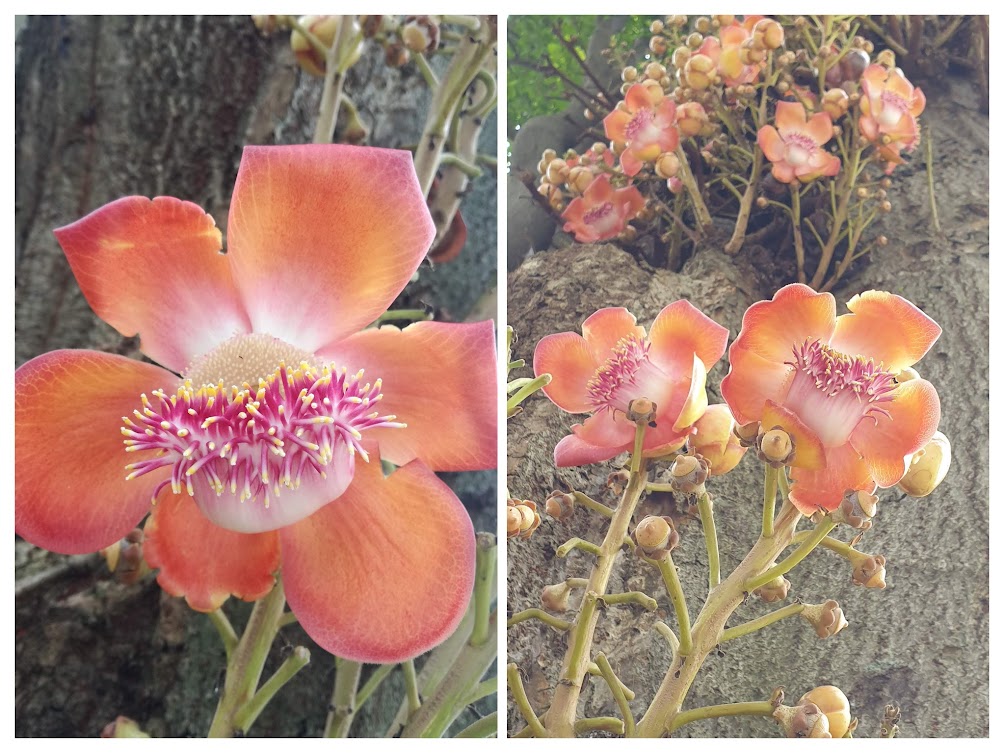 flowers.jpg
