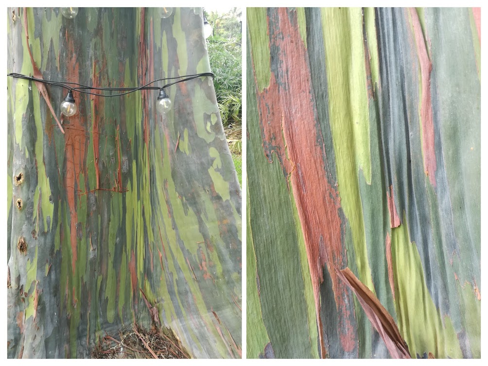 colour tree.jpg