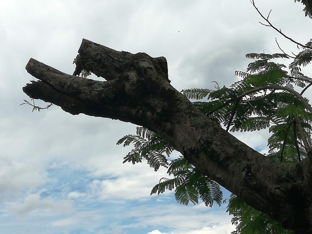 tree trim.jpg