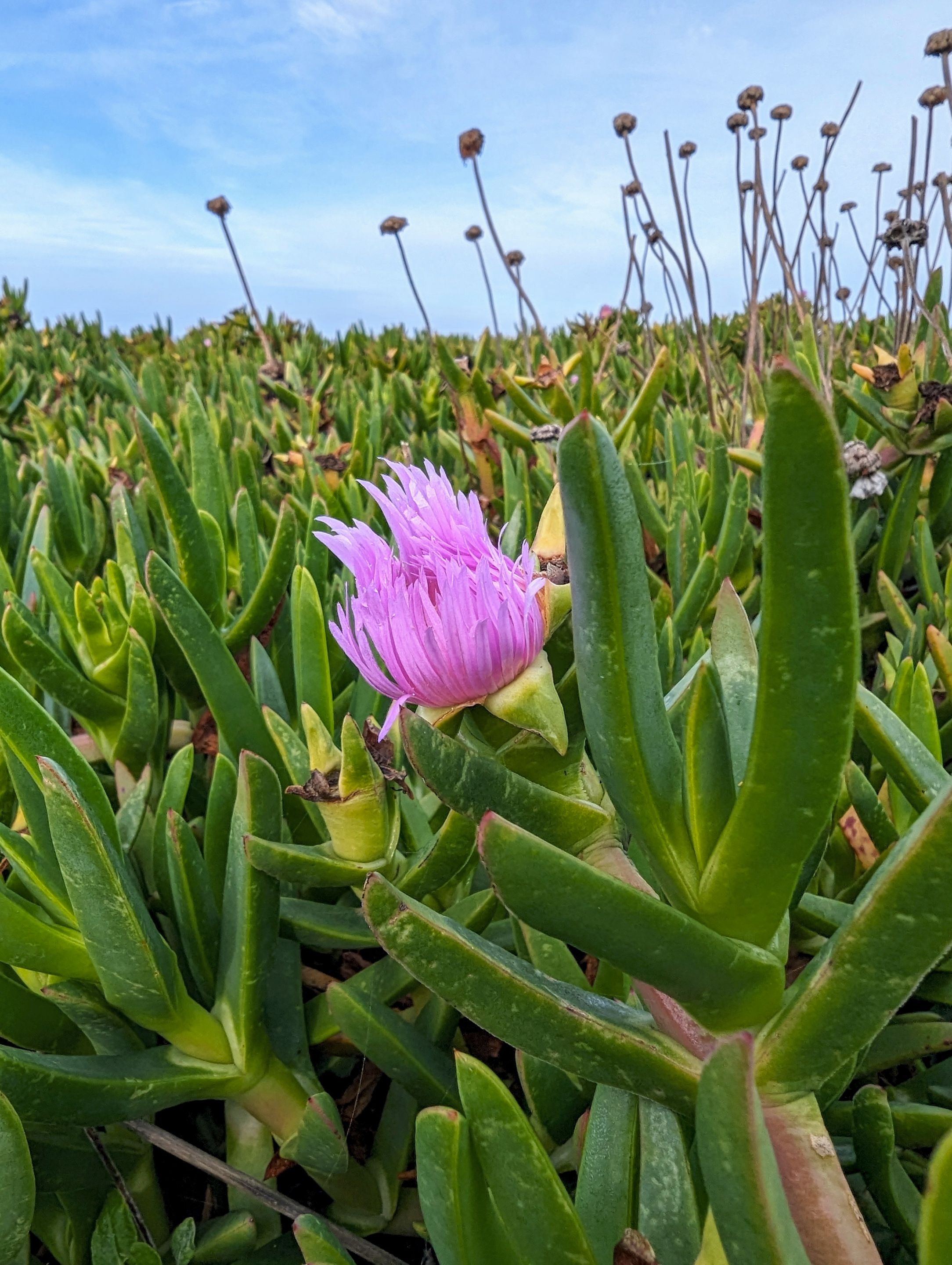 halfmoon_bay_flower.jpg