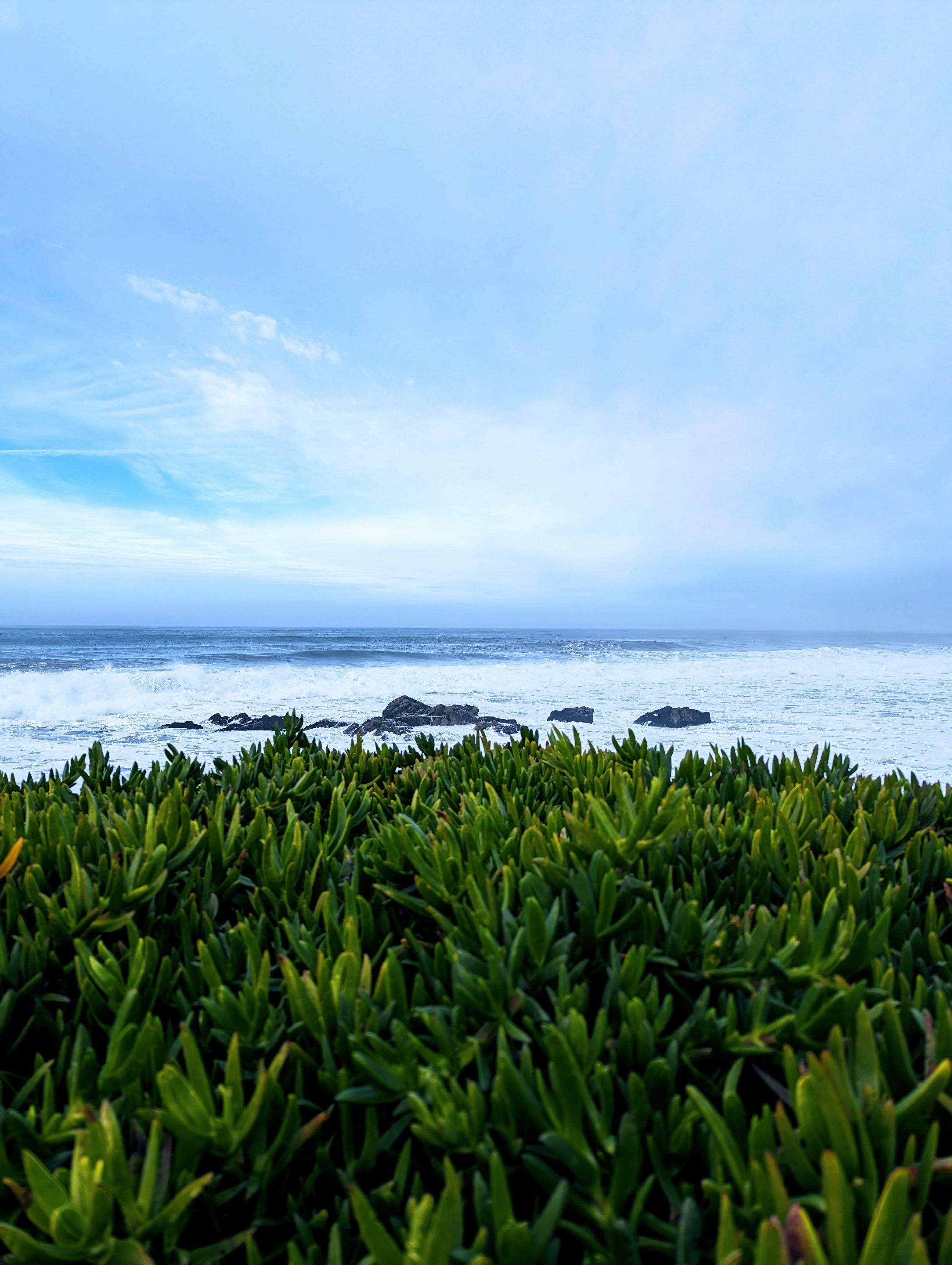 halfmoon_bay_plants3.jpg