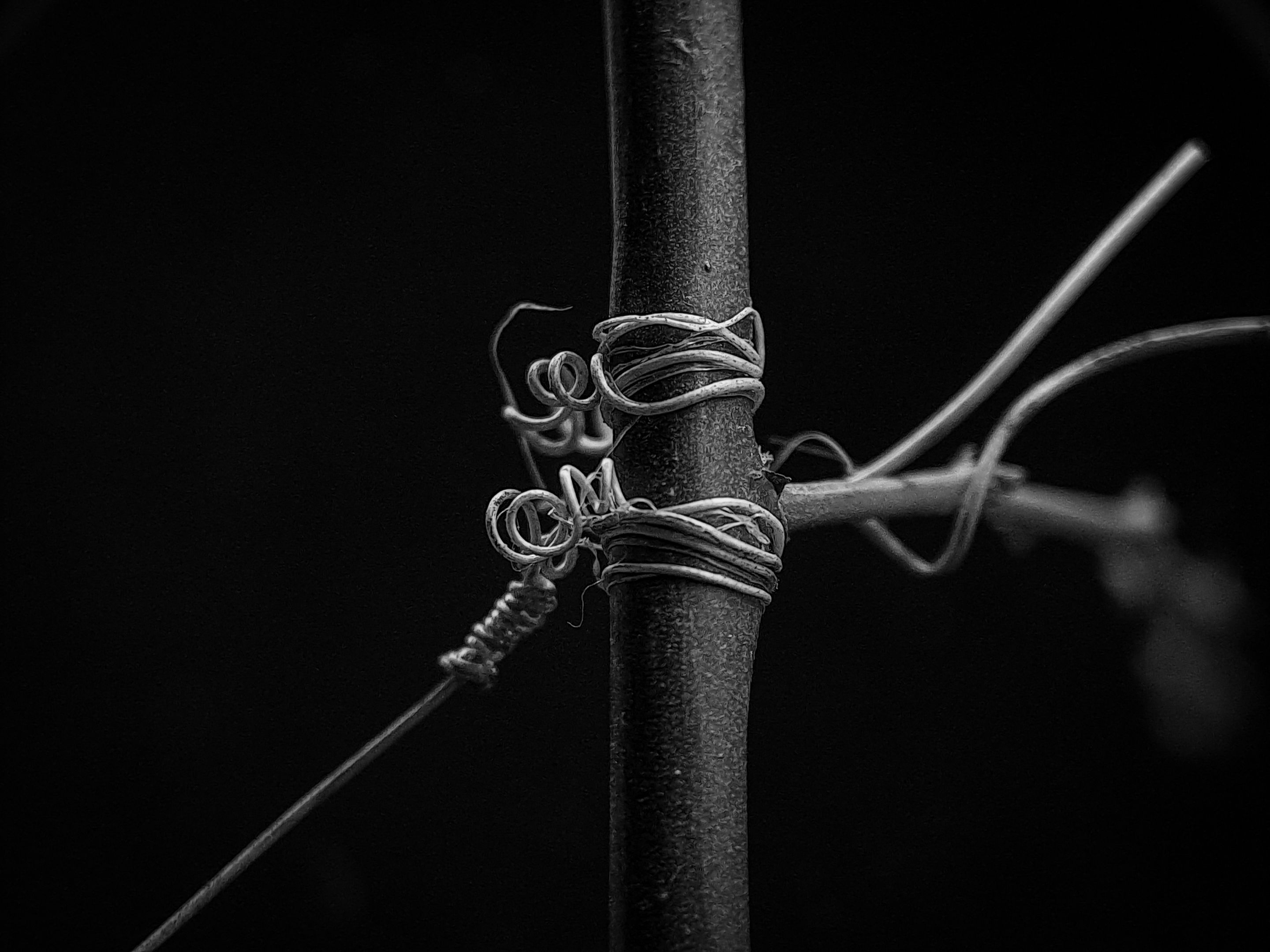 Monomad: bushes wrapped around tree branches