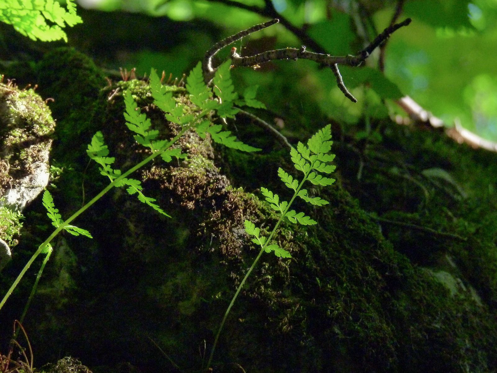 P1200447.jpg