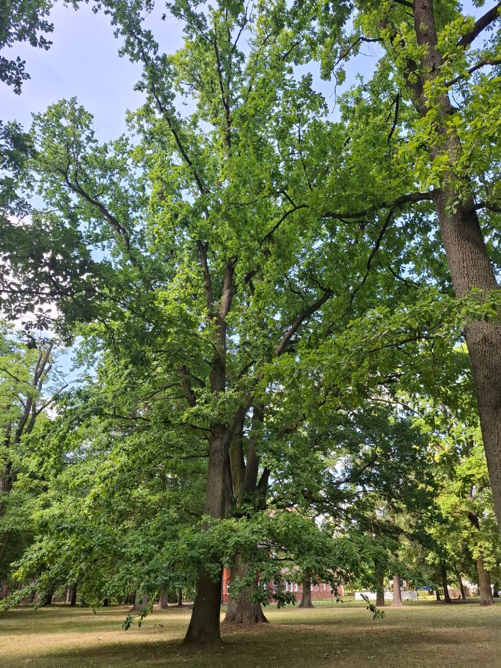 20250619_154323.jpg