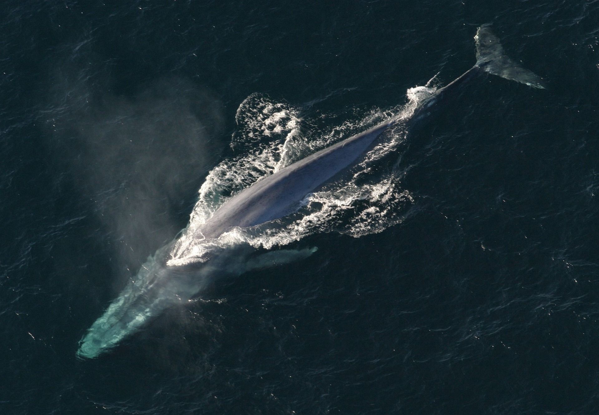 blue-whale-1198719_1920