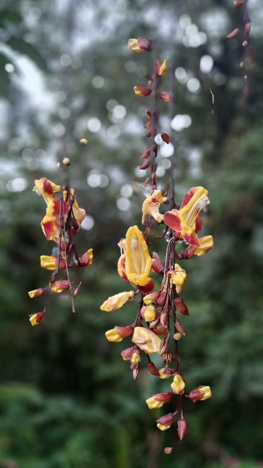 Mindo flor.jpg