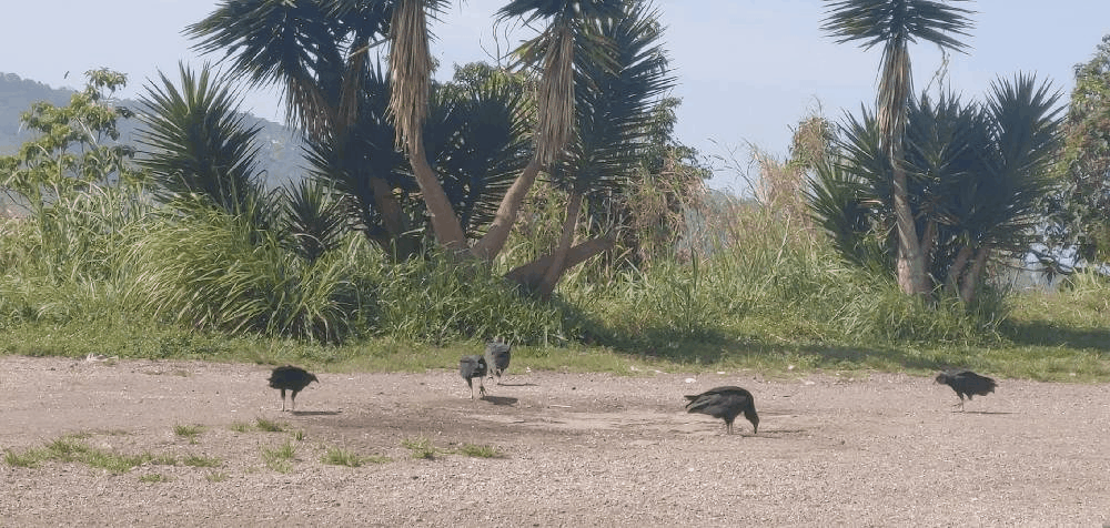 GIF-210419_000158.gif