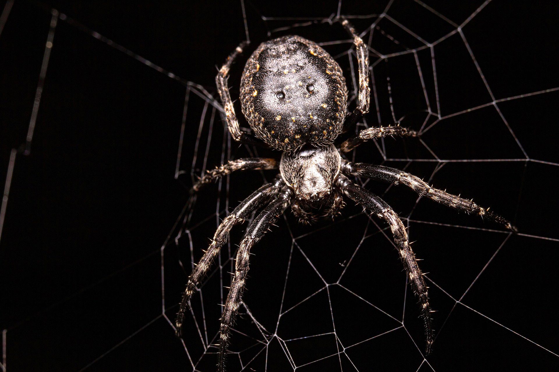 spider-8253028_1920.jpg