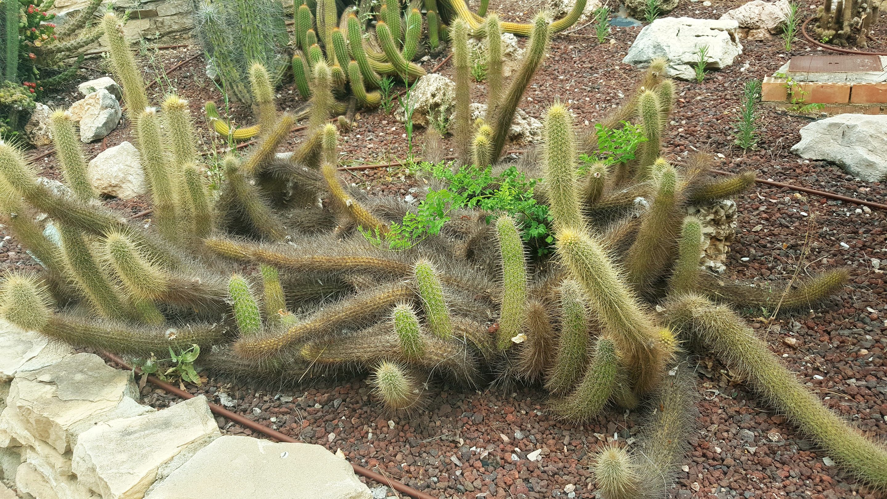 20250610_163835.jpg