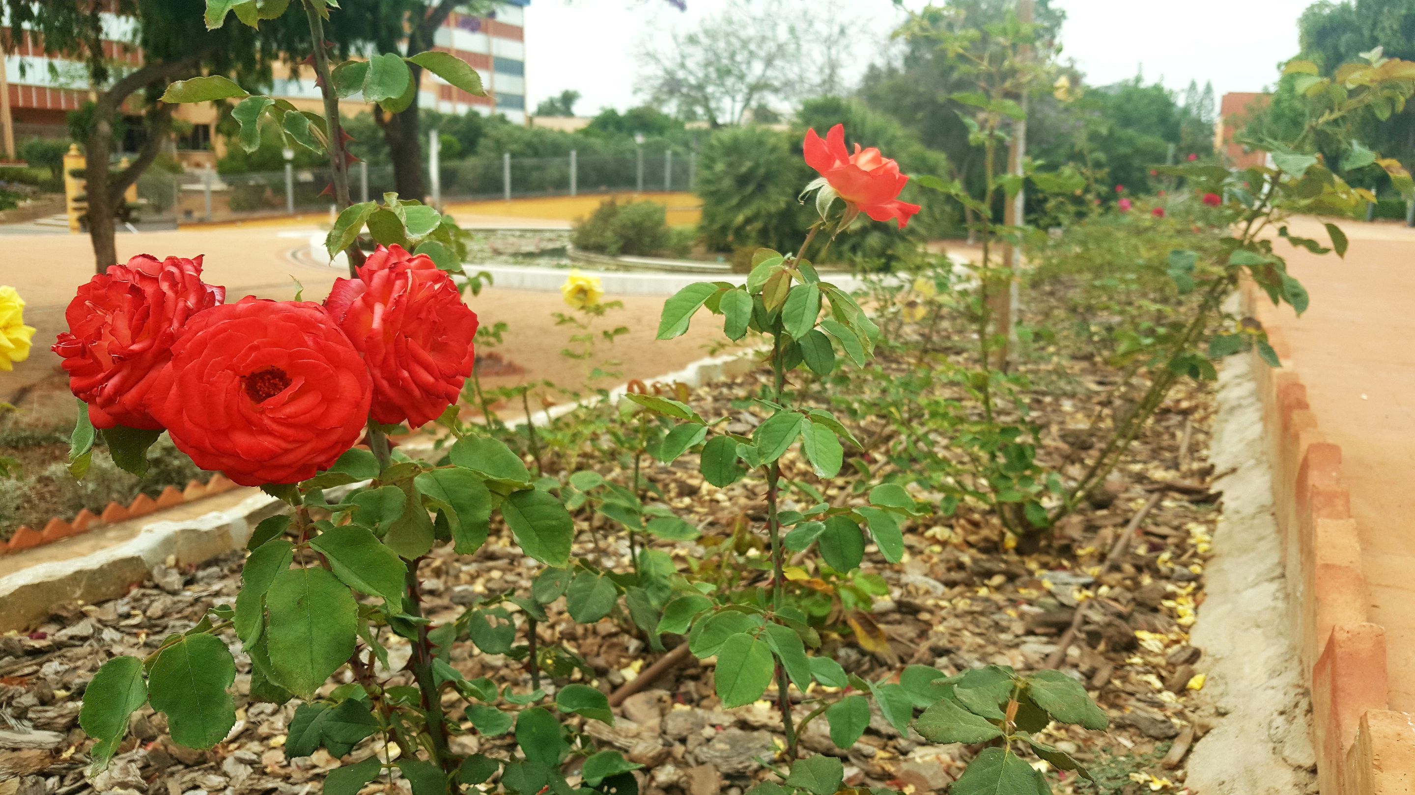 20250610_165215.jpg