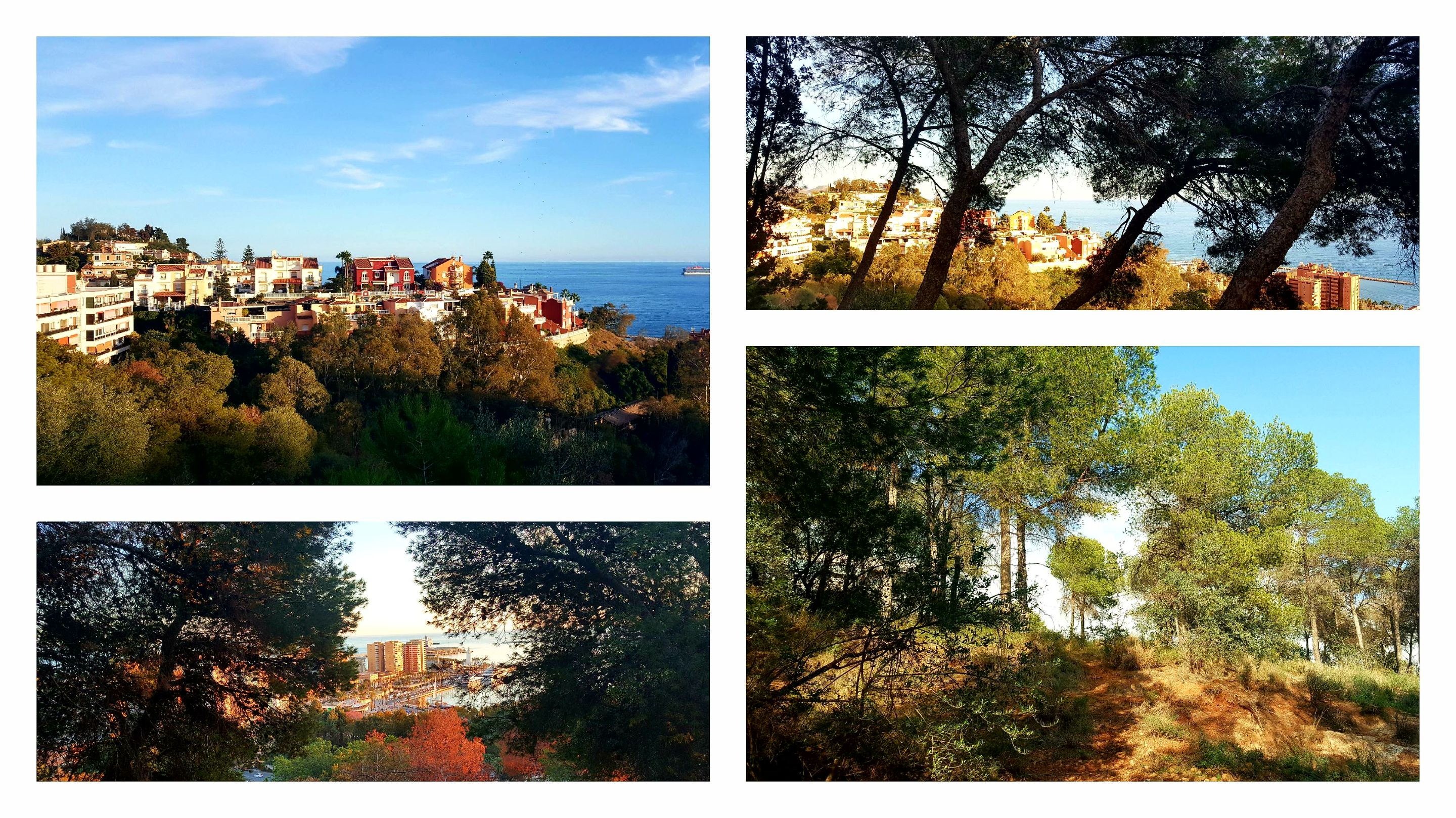 Countless paths – Hiking – Gibralfaro Forest Park 📷 Malaga – Spain
