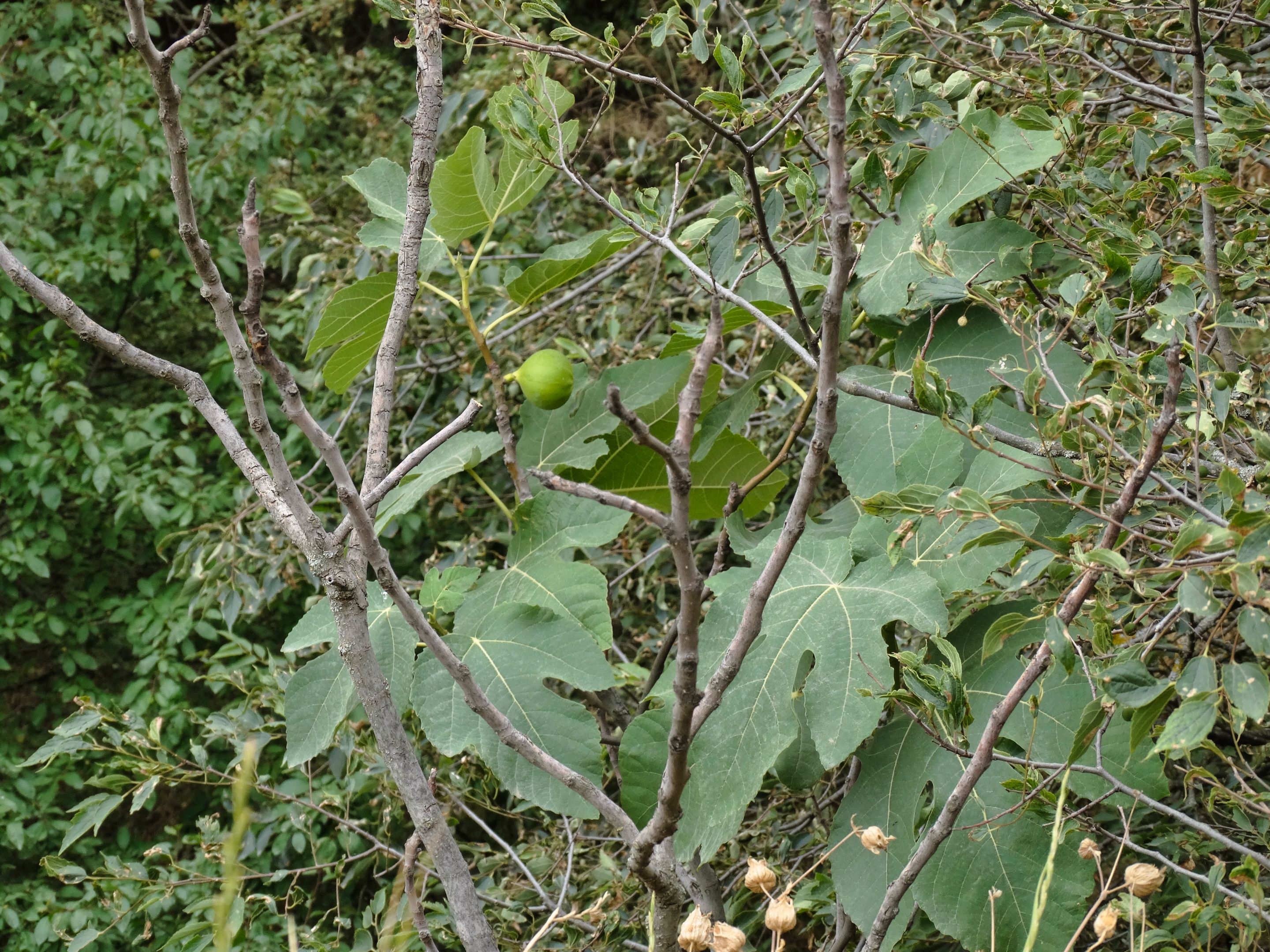 DSC00147.jpg