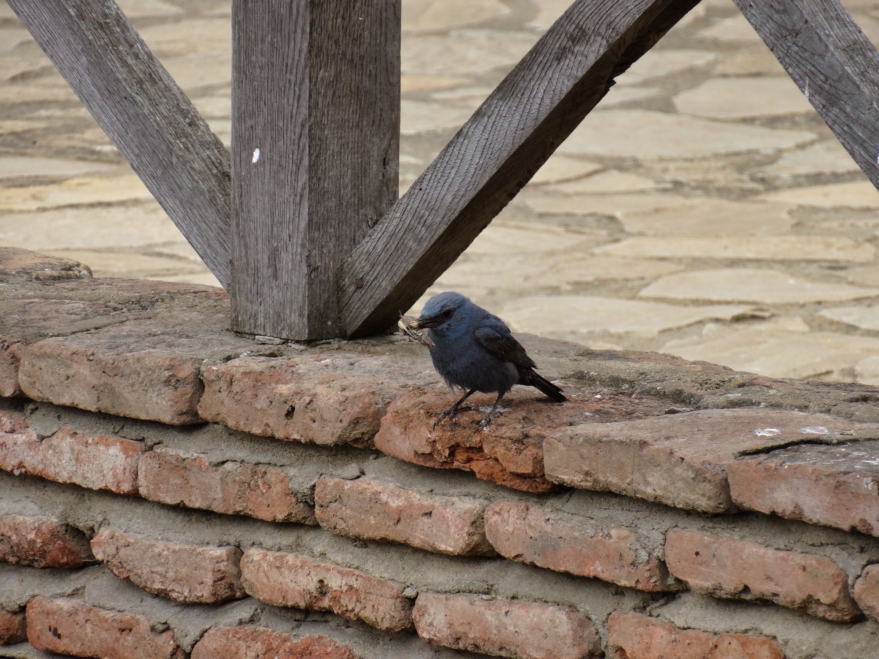 DSC00133.jpg