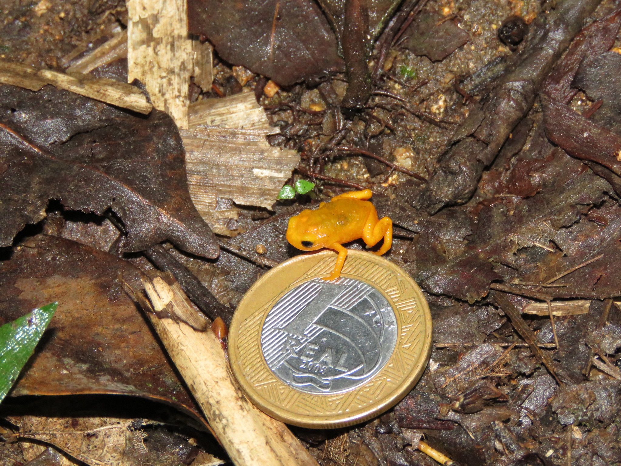 Brachycephalus_ephippium.jpg