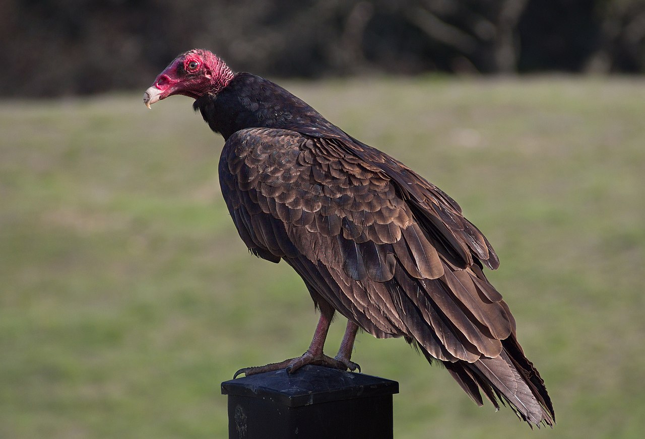 Turkey_Vulture.jpg