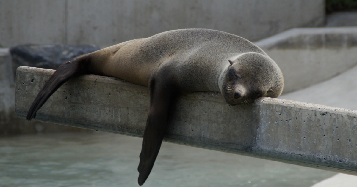 seal.png