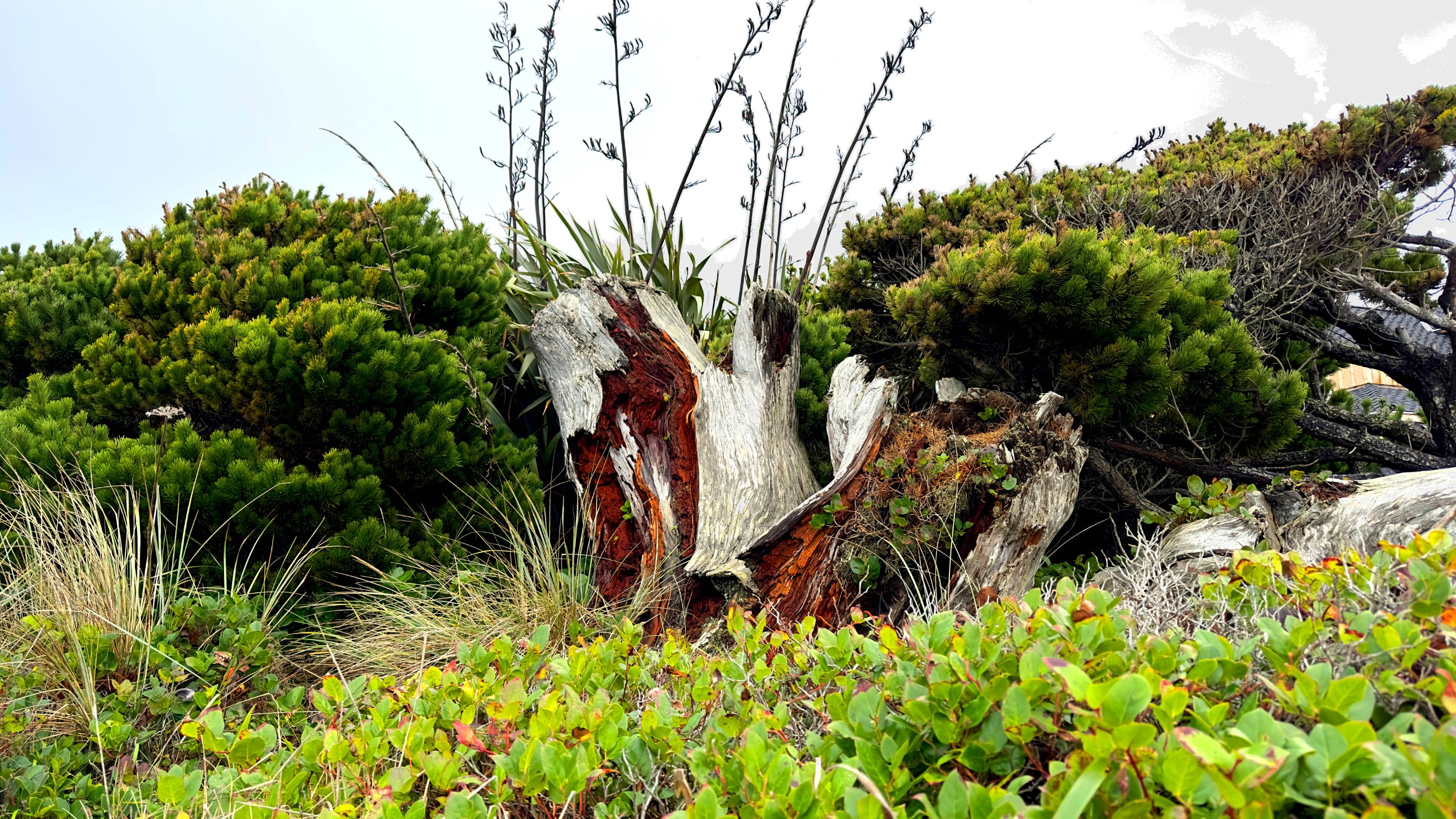 bandon log.jpg