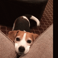 dog wagging tail.gif