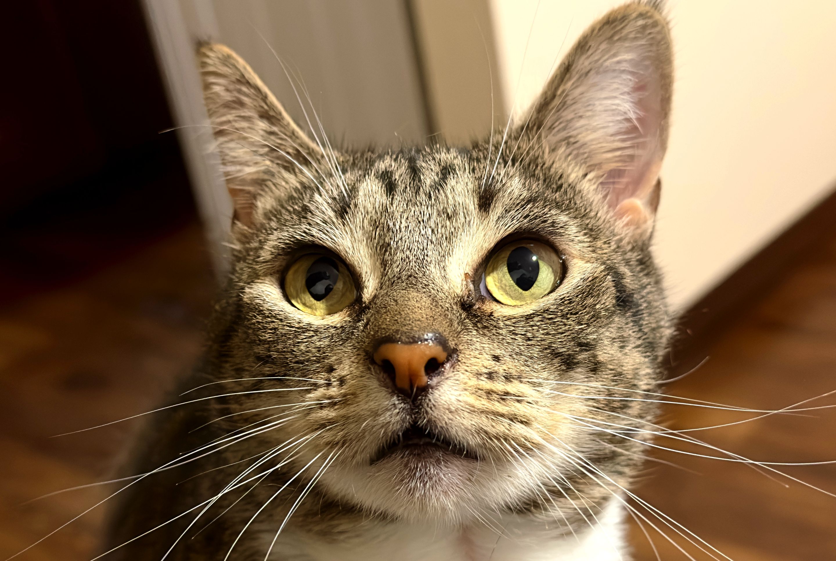 stella cat face.jpg