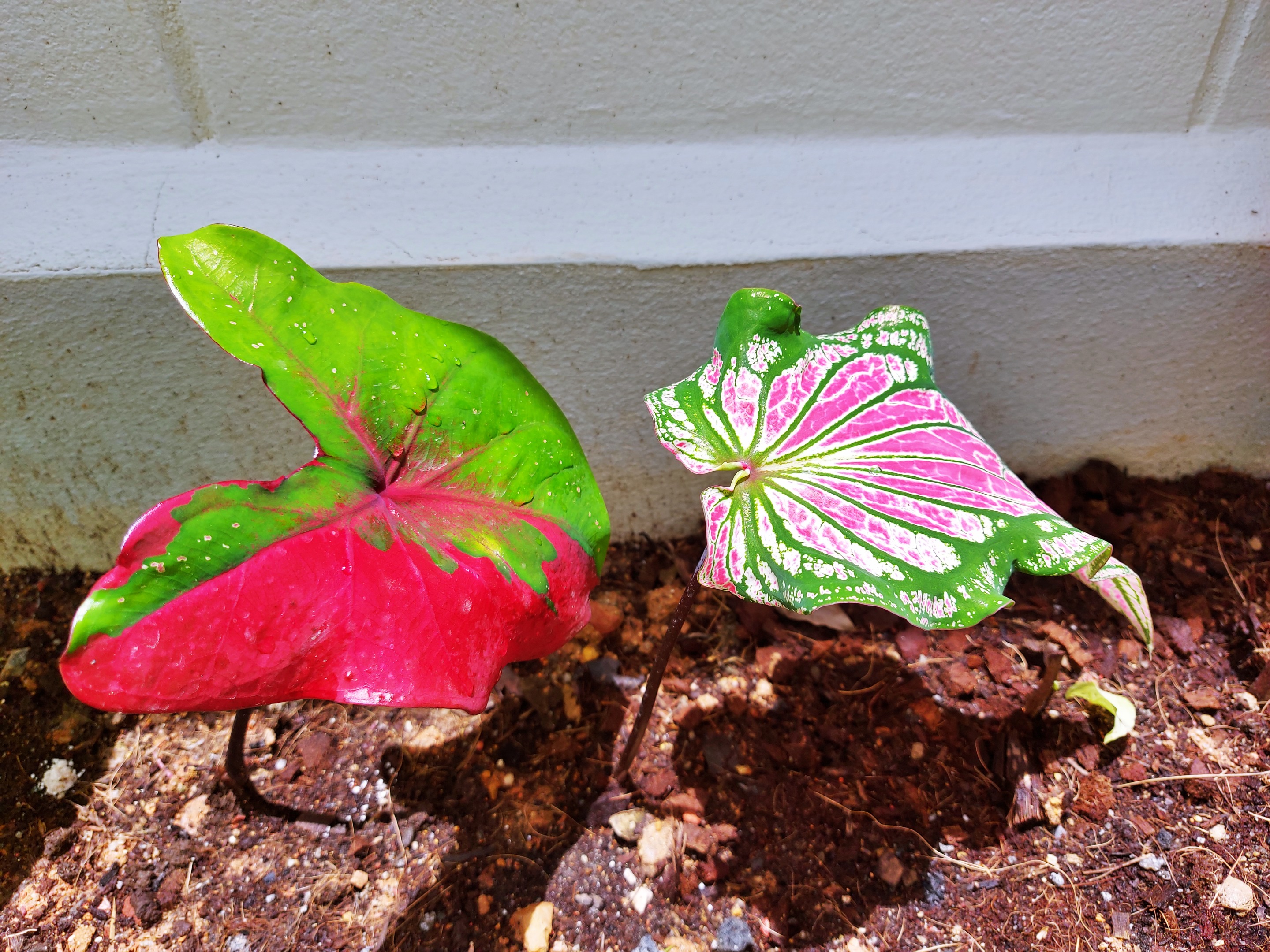 20200906_123907.jpg