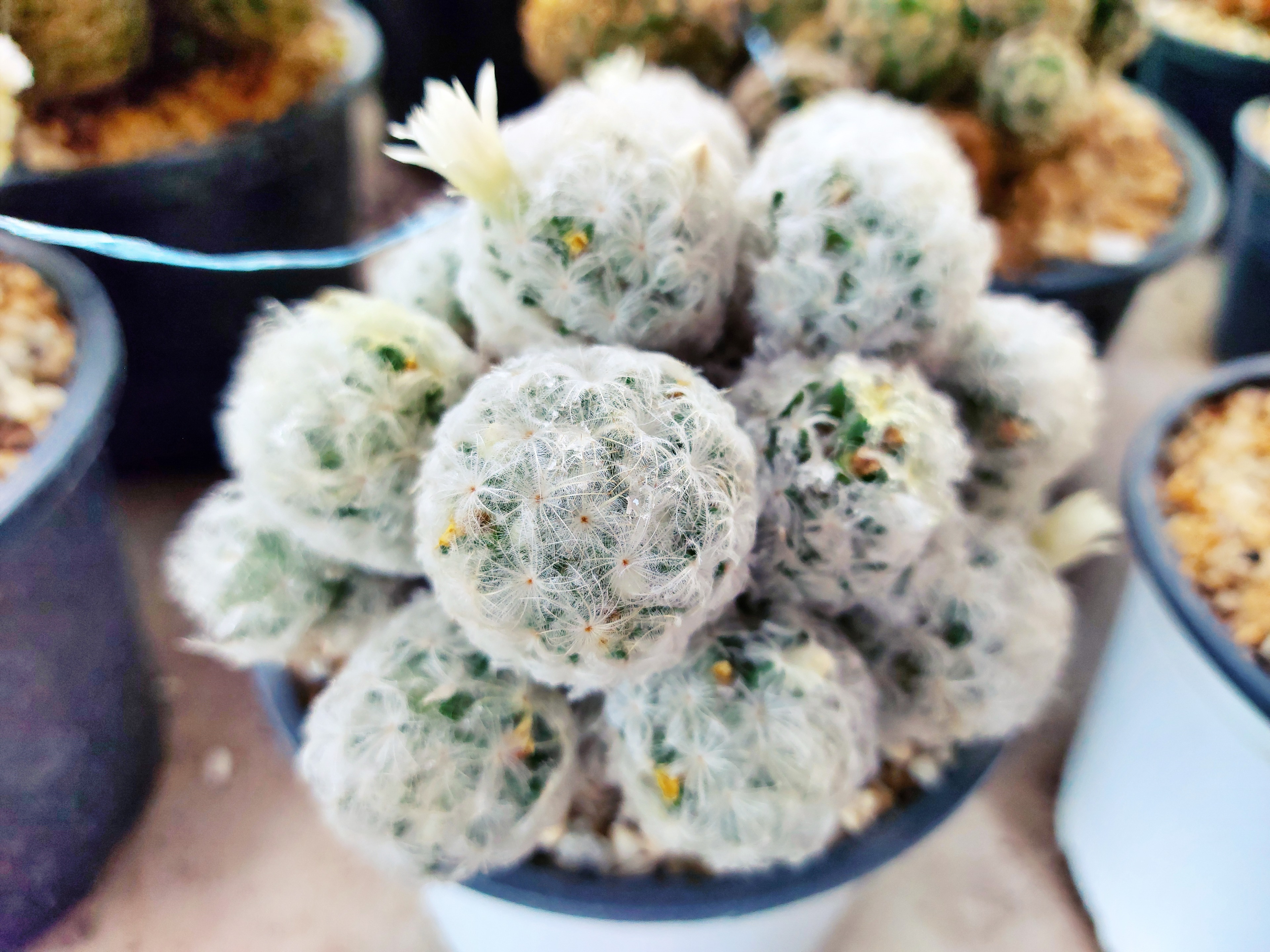 20201229_173205.jpg